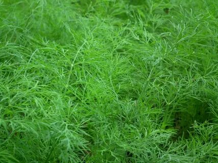 فروش آنلاین سبزی شوید خشک صادراتی + قیمت روز